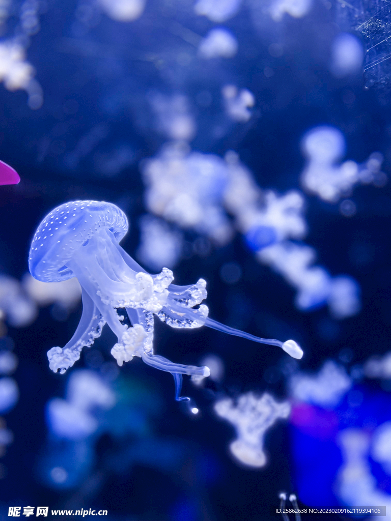 水族馆 水母 蓝色 裙边 发光