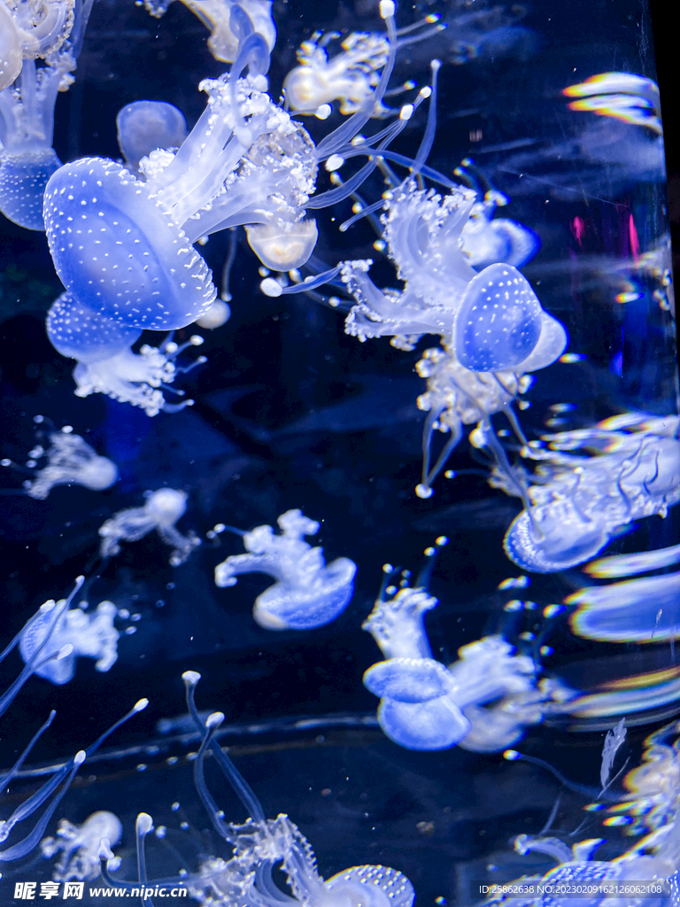 水族馆 水母 蓝色 裙边