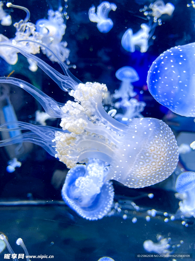    水族馆 水母 蓝色 裙边