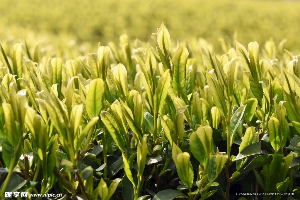 茶园茶叶