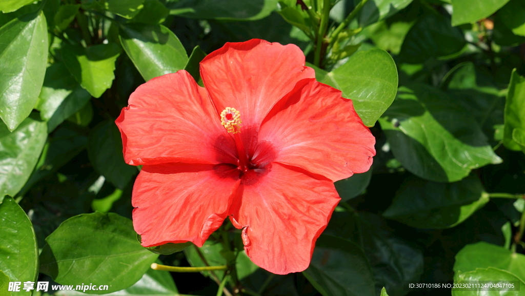艳丽鲜花