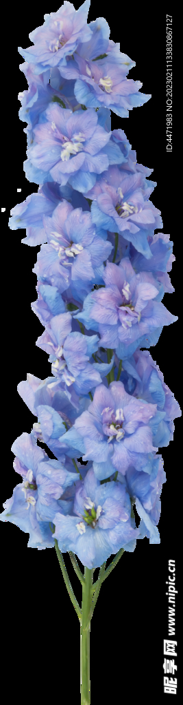鲜花png 