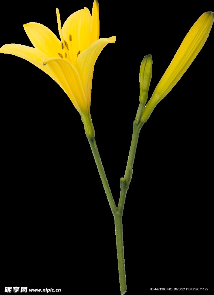 鲜花png 