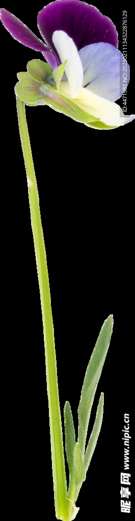 鲜花png 