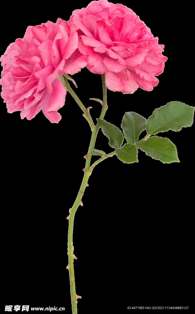 鲜花png