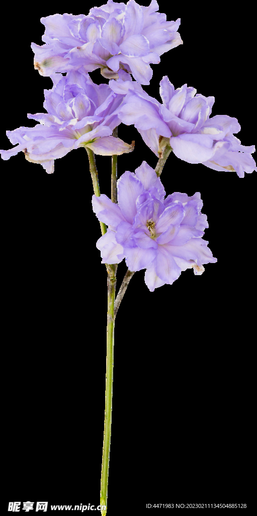 鲜花png 