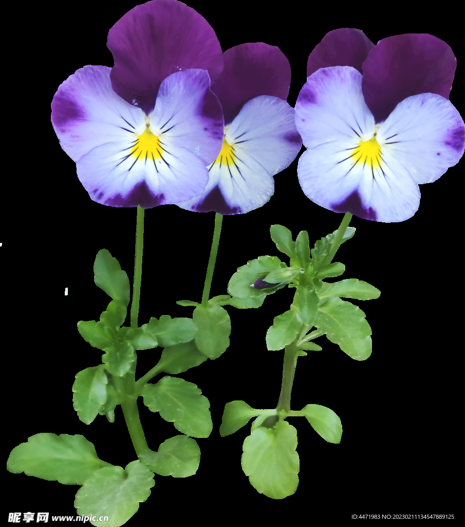 鲜花png 