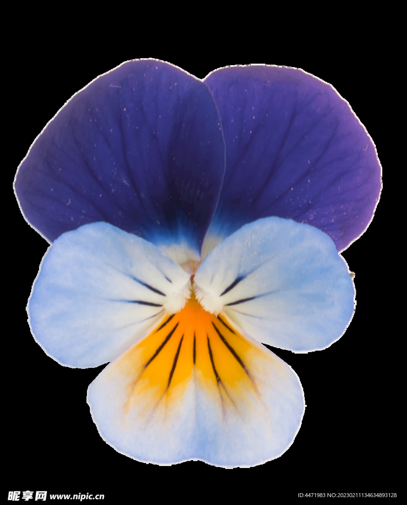 鲜花png .