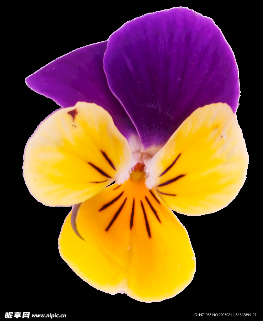 鲜花png 