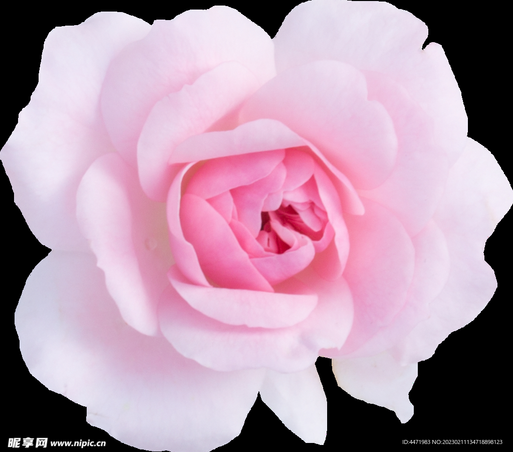 鲜花png 
