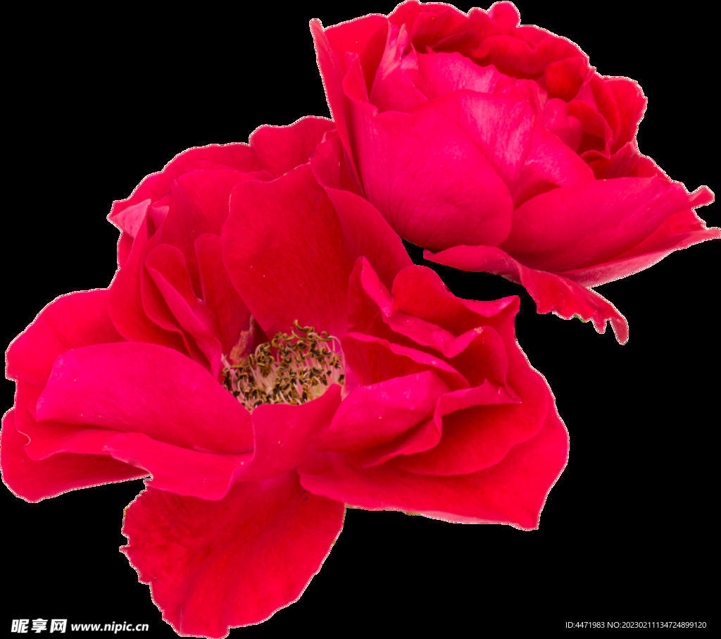 鲜花png 