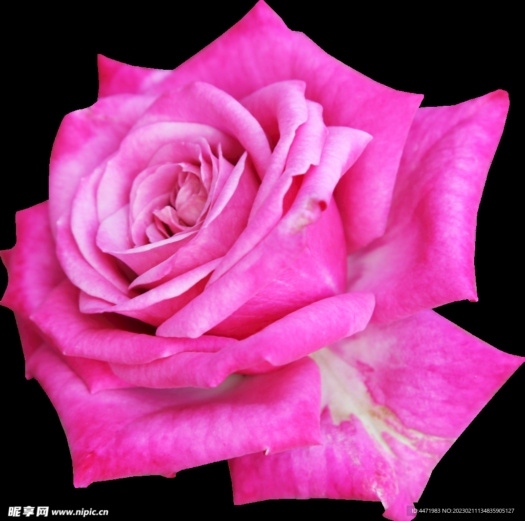 鲜花png 