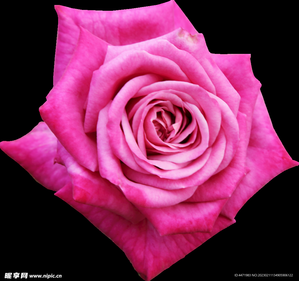 鲜花png 