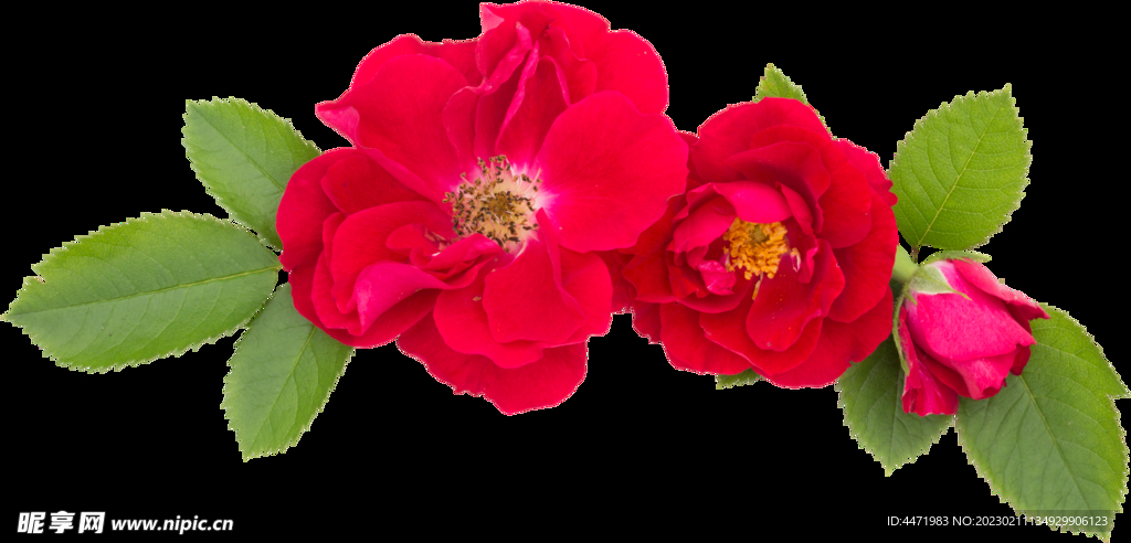 鲜花png