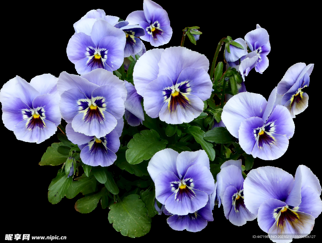 鲜花png