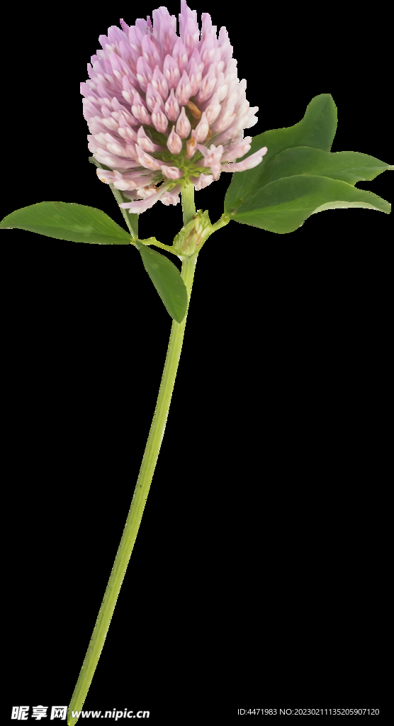 鲜花png .