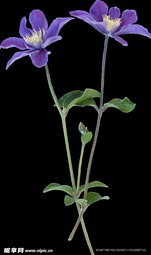 鲜花png .