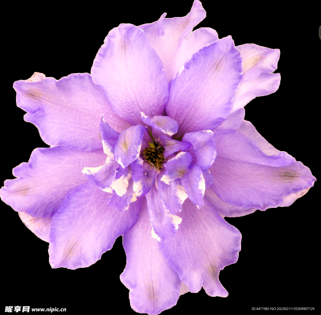 鲜花png.
