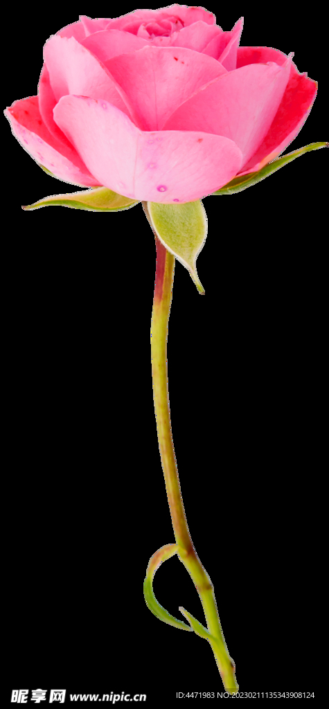 鲜花png .