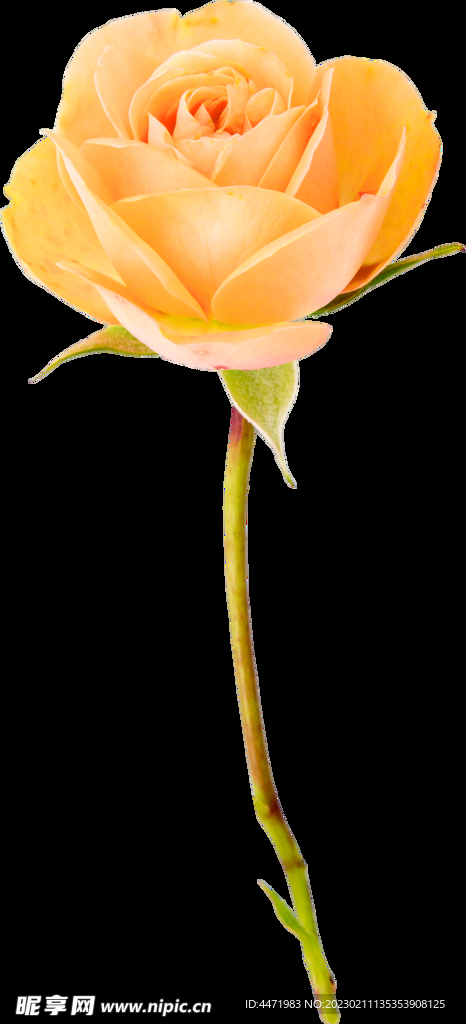 鲜花png .