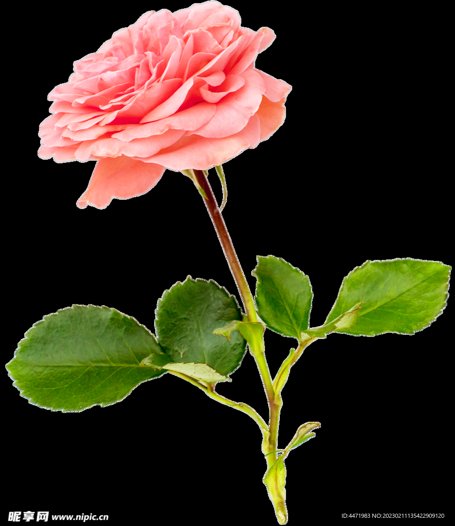 鲜花png 