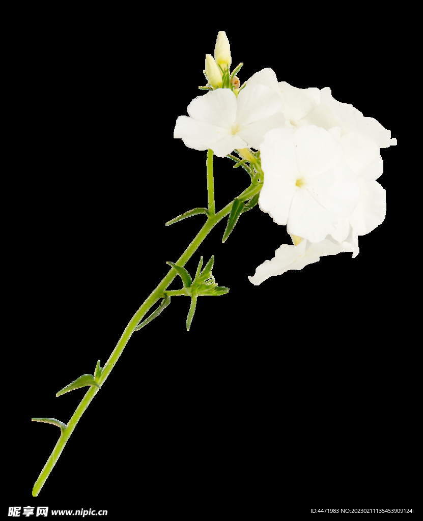 鲜花png