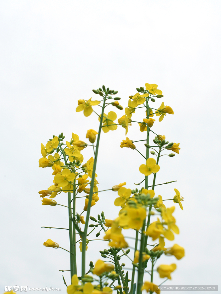 油菜花素材白底