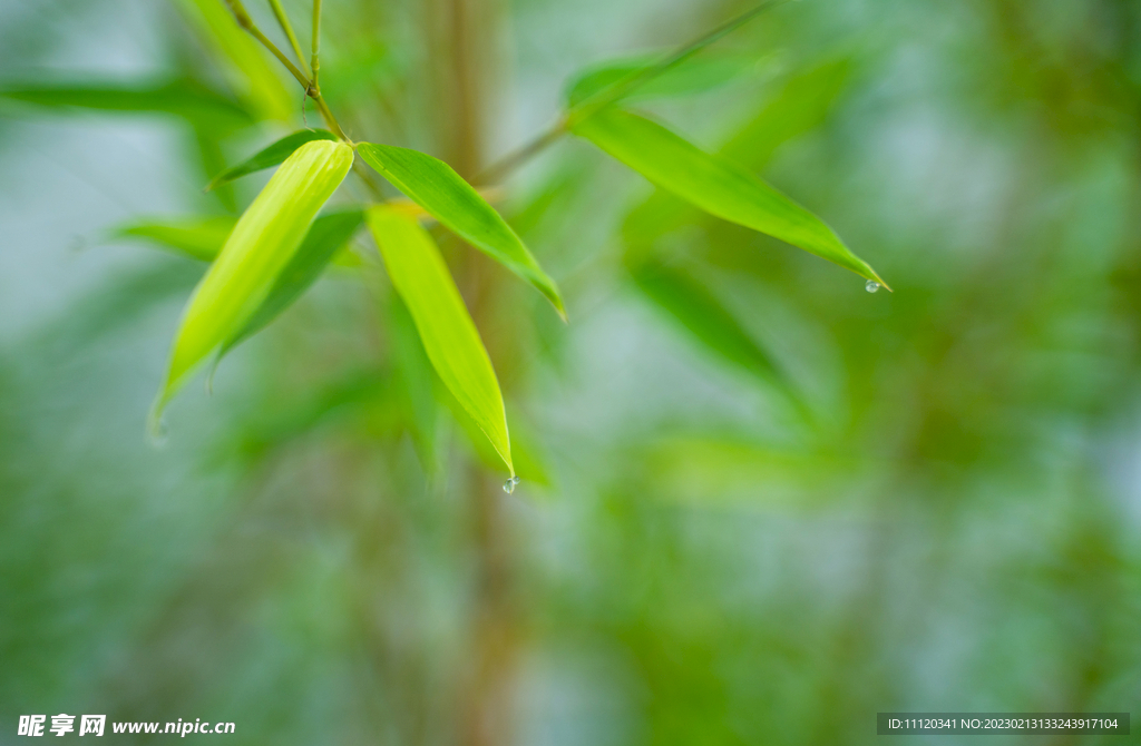 沾满水滴的竹叶特写