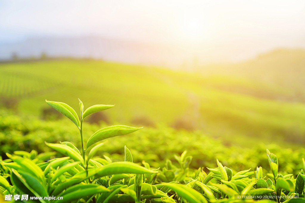 茶园茶叶幼芽特写