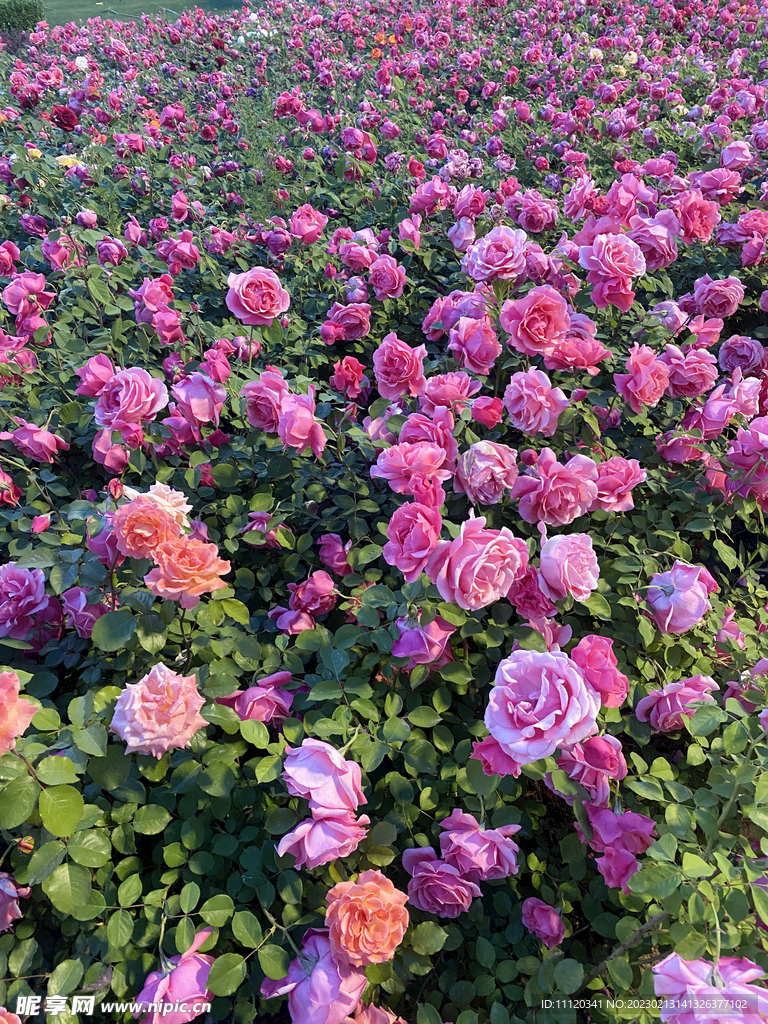 花园里盛开的月季花