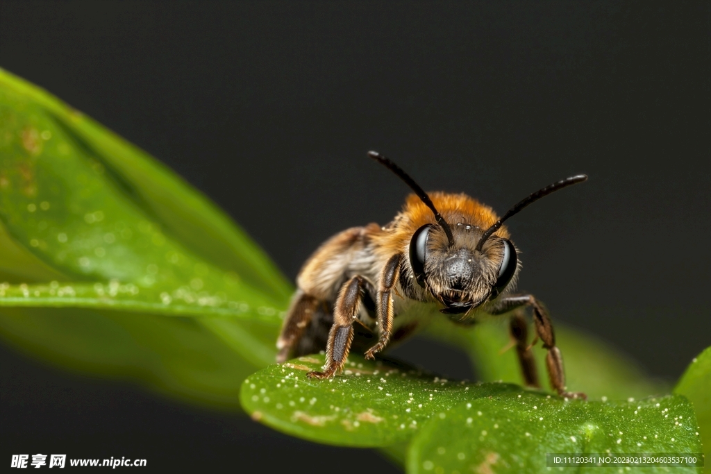 绿色树叶上的蜜蜂特写摄影