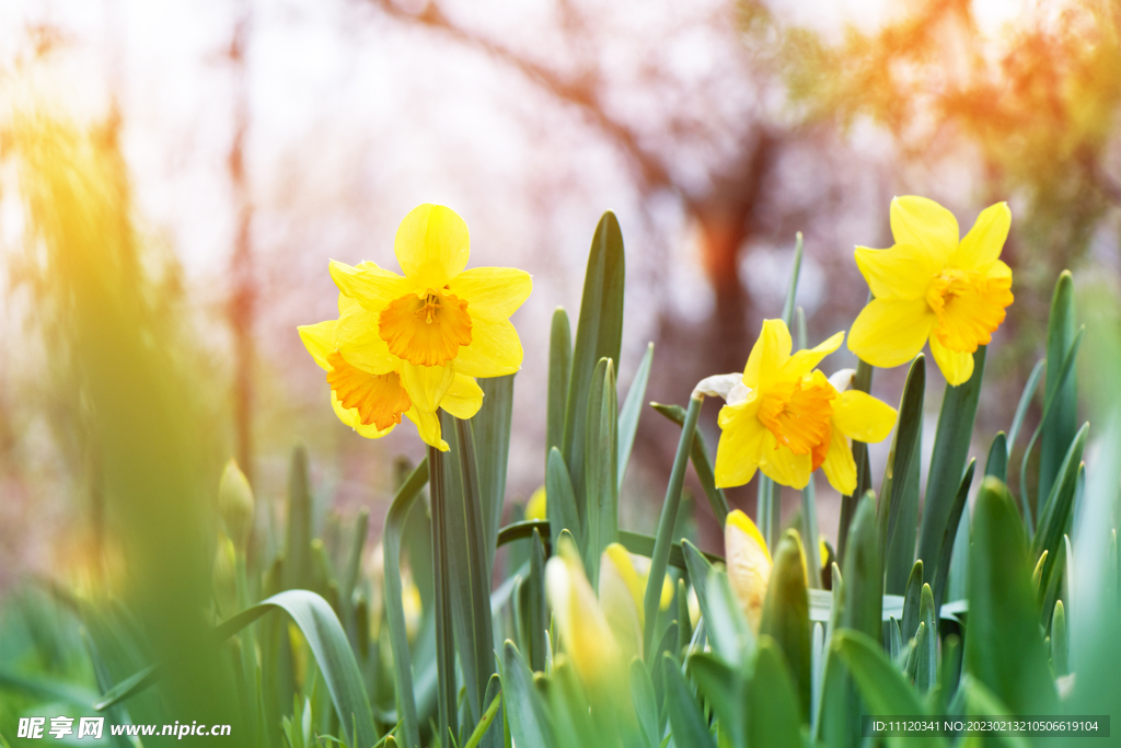 开出黄色花朵的水仙花