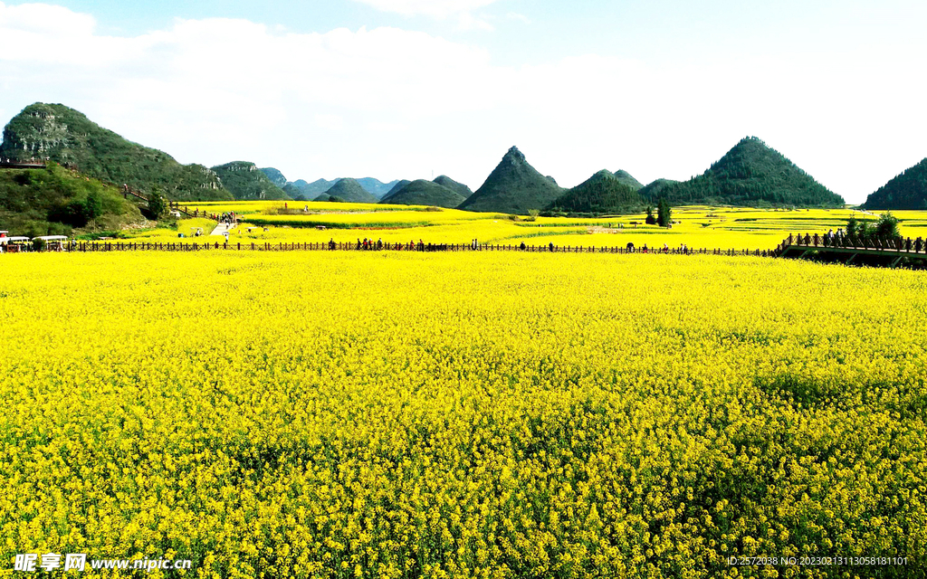 罗平油菜花景区