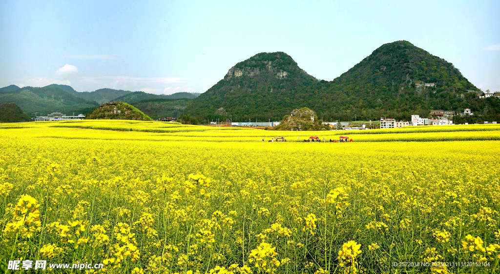 罗平油菜花景区