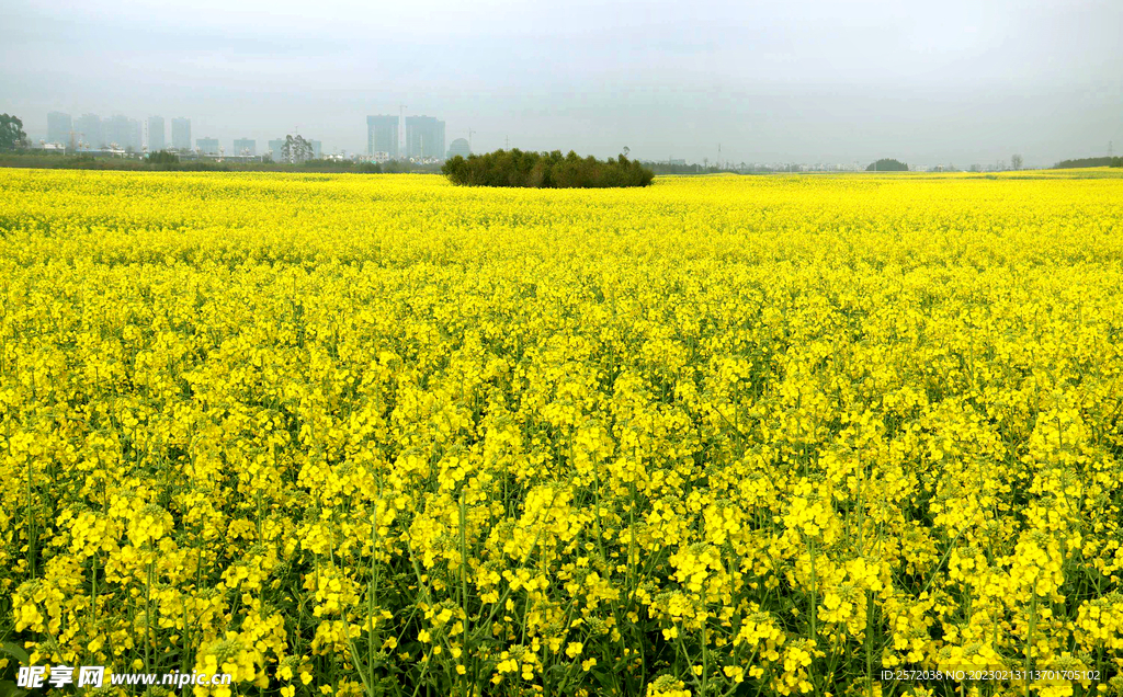 罗平油菜花景区
