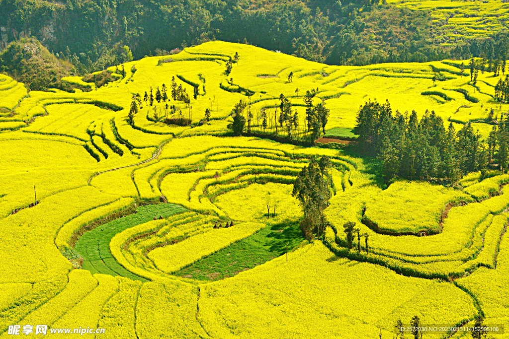 罗平油菜花景区