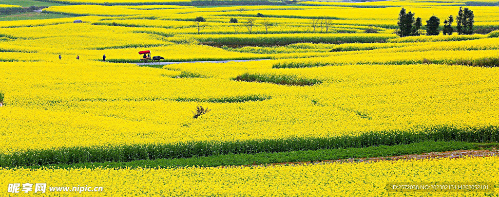 罗平油菜花景区