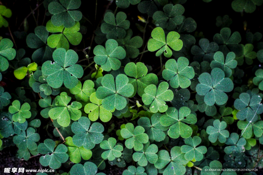 绿植绿叶四叶草