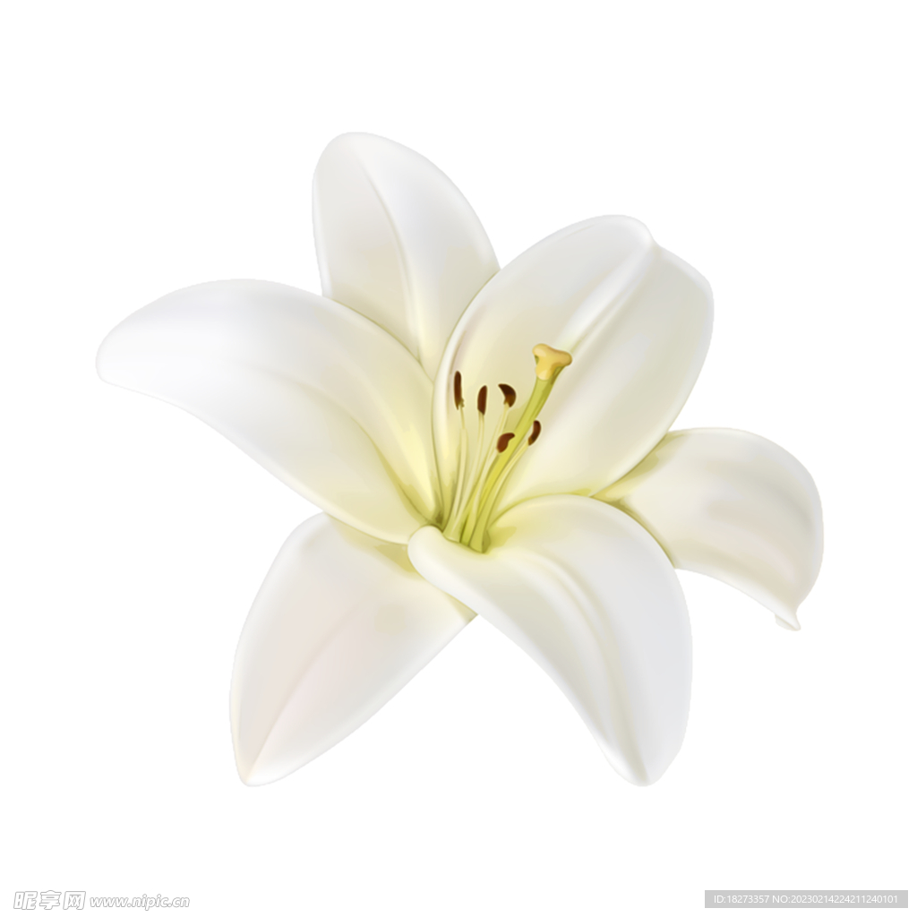 百合花