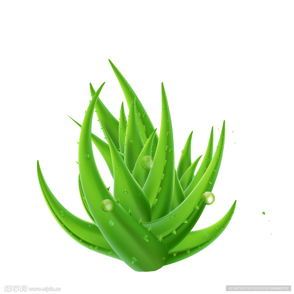 芦荟