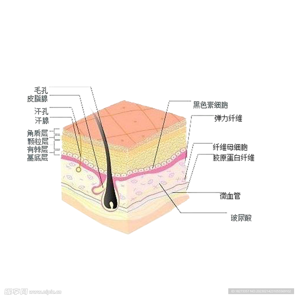毛孔