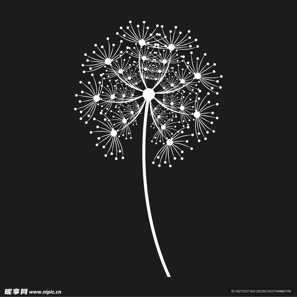 蒲公英