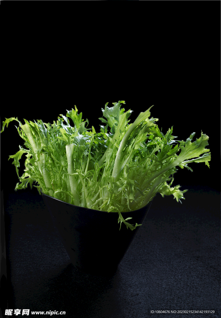 苦菊