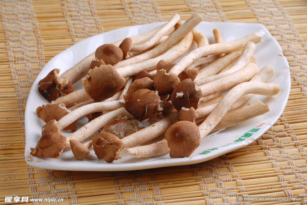 茶树菇