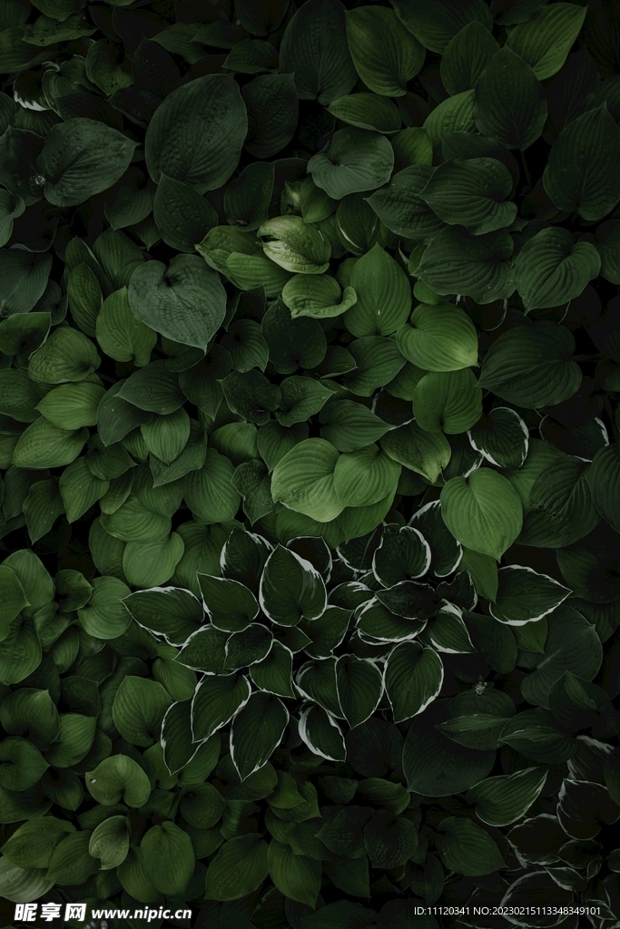 鸟瞰视角下的绿叶植物摄影