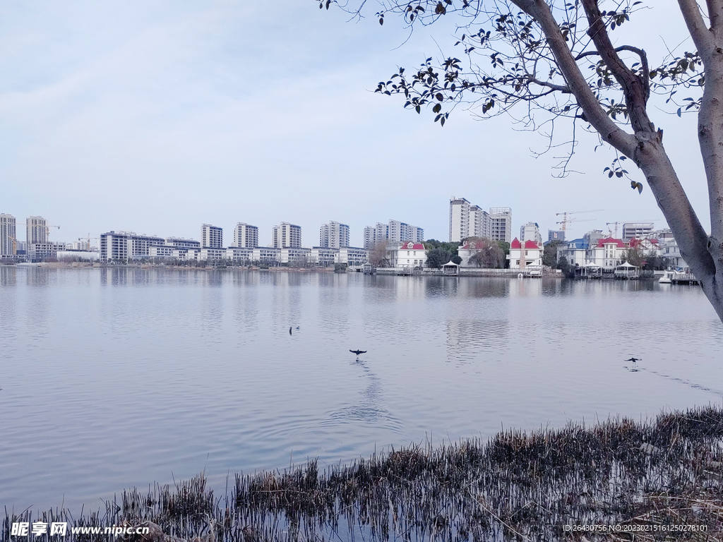 湖中惊鸟飞过