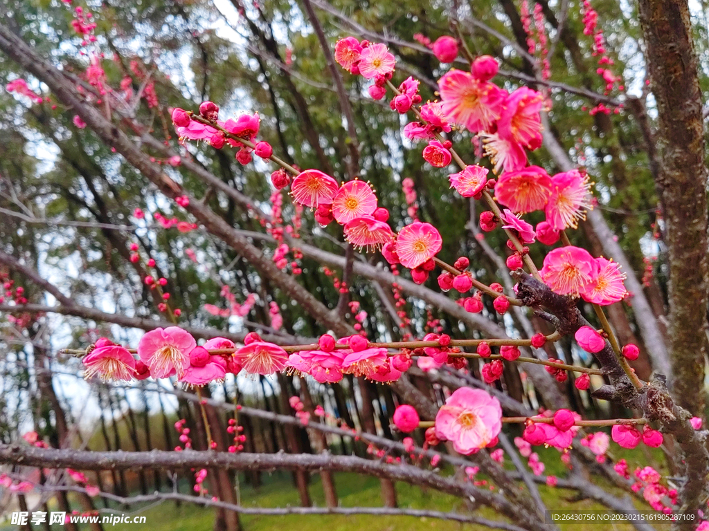 朱砂梅花