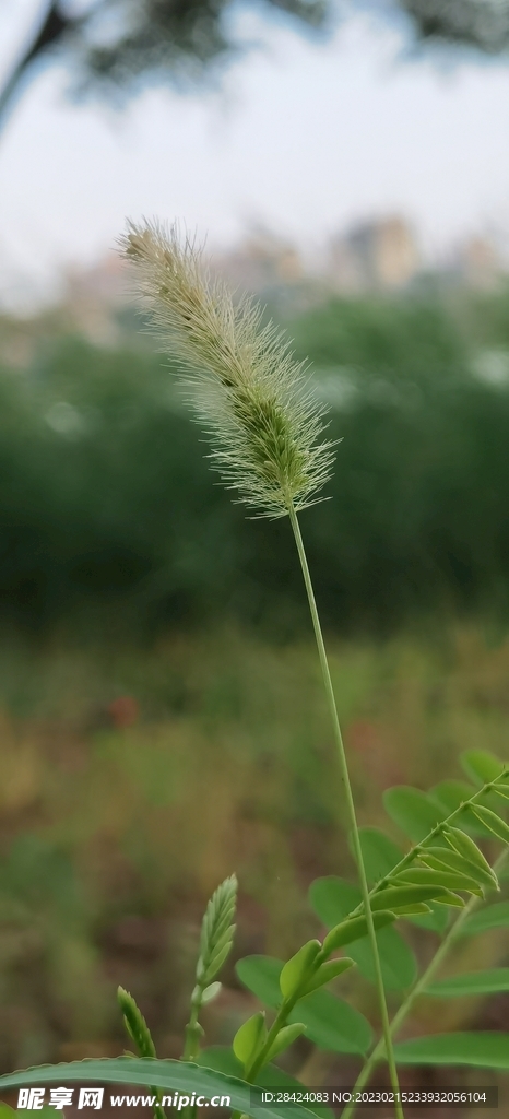 狗尾巴草