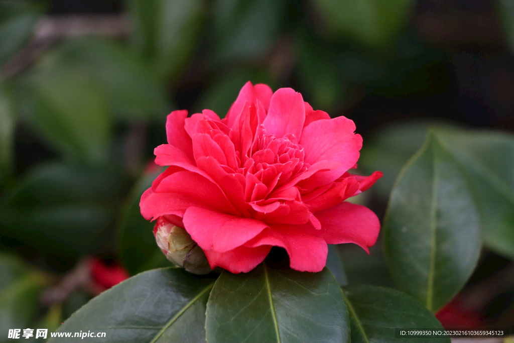 茶花