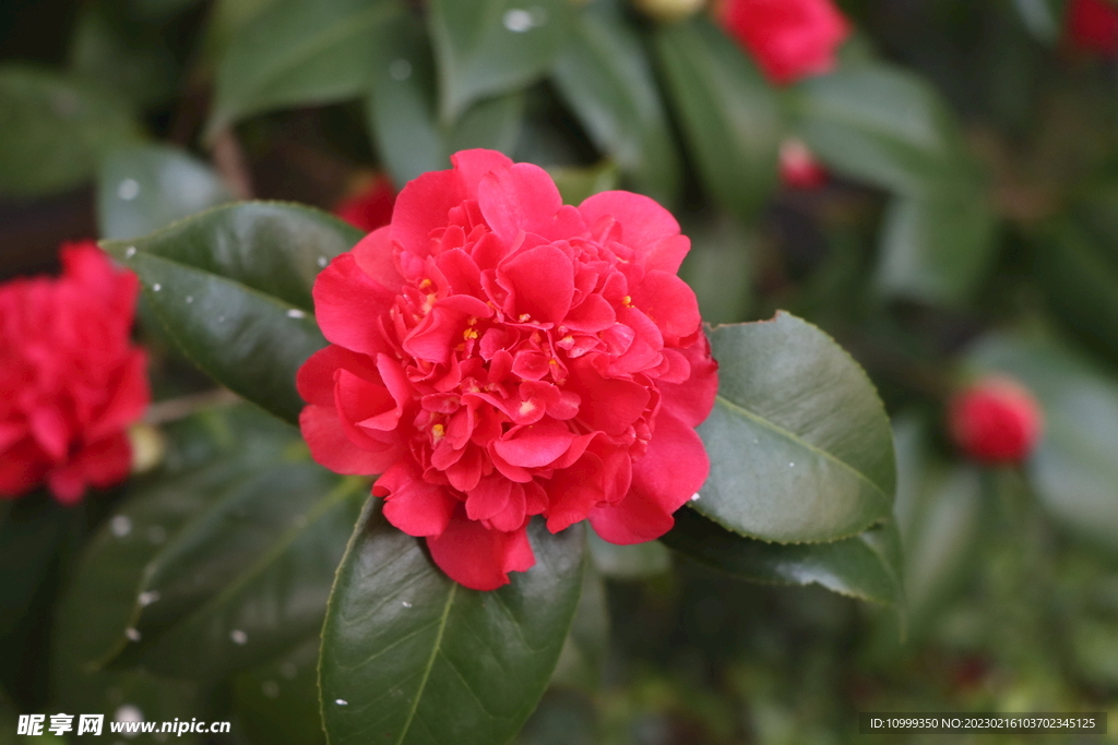 茶花